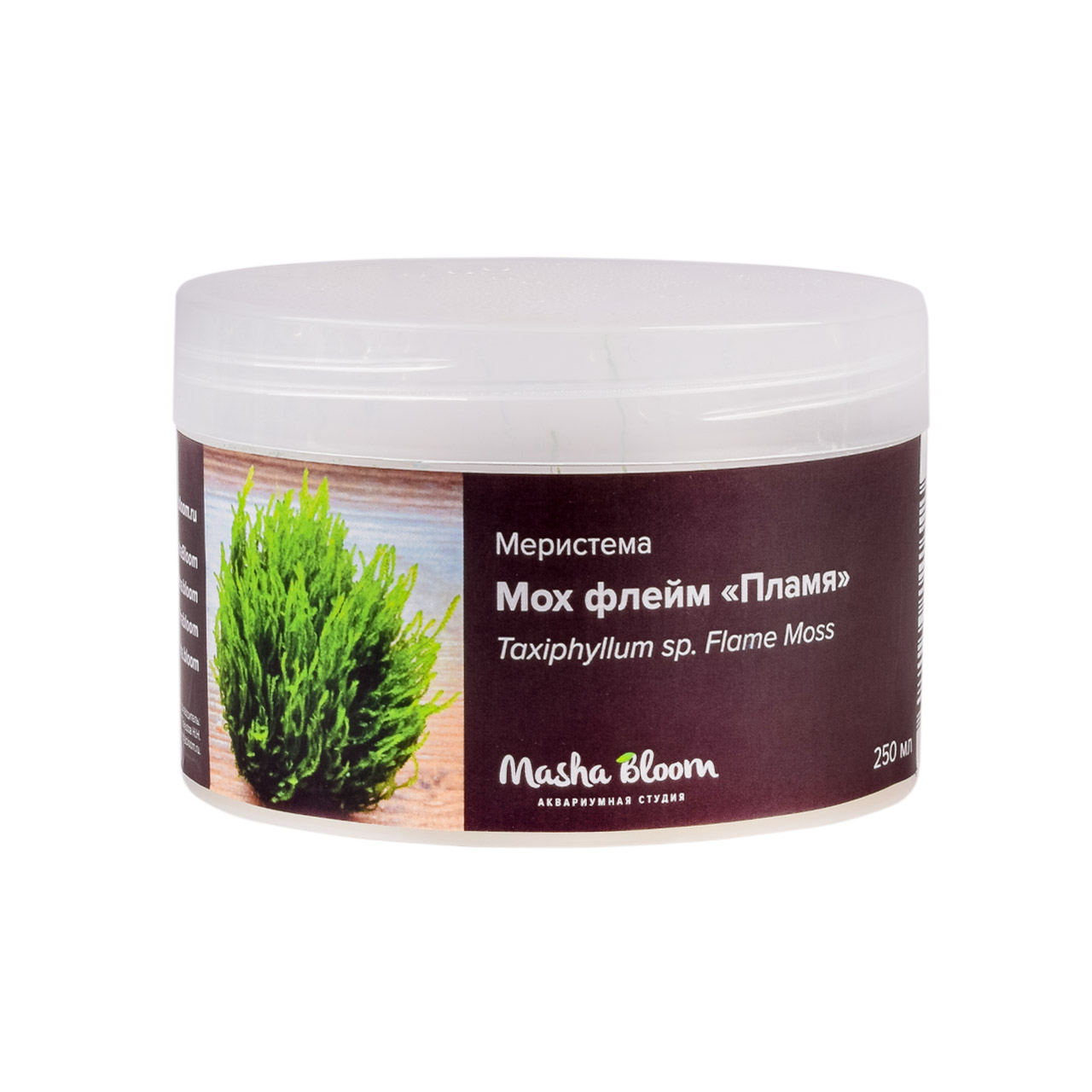 МОХ ФЛЕЙМ (ПЛАМЯ) меристема