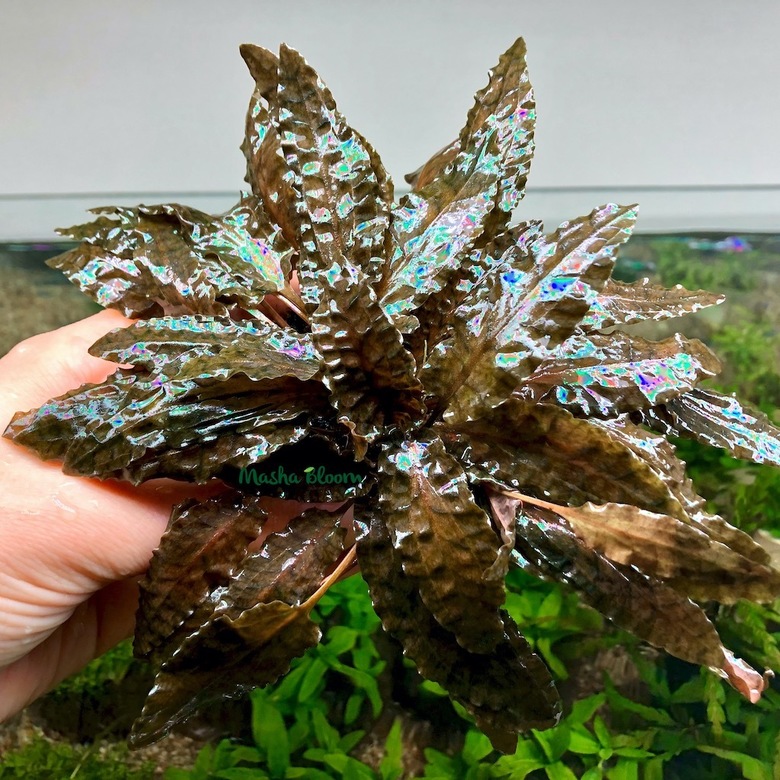 КРИПТОКОРИНА ВЕНДТА ТРОПИКА меристема