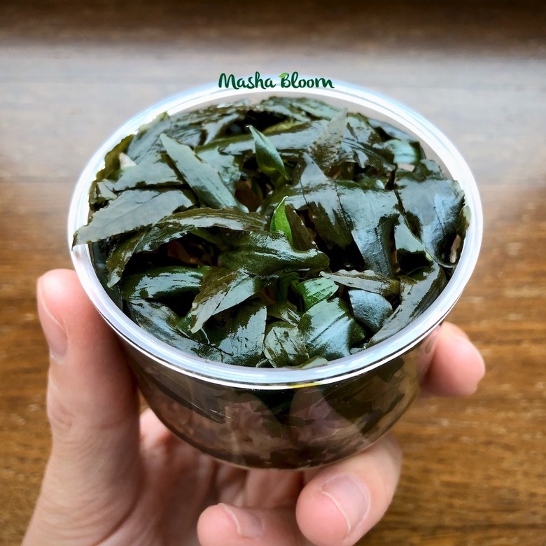 КРИПТОКОРИНА ВЕНДТА ТРОПИКА меристема