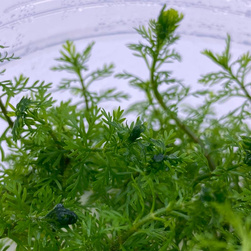 ПЕРИСТОЛИСТНИК МАТОГРОССКИЙ ЗЕЛЕНЫЙ меристема