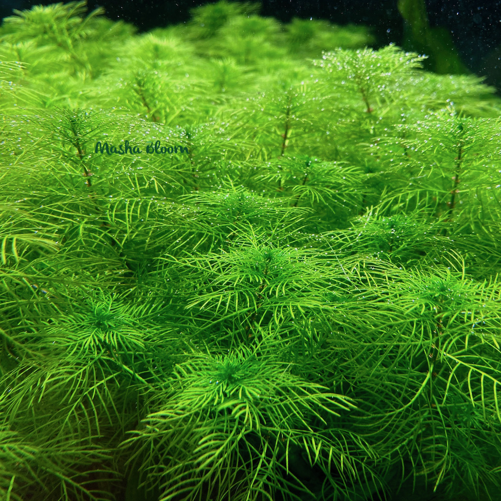 Перистолистник матогросский зелёный (Myriophyllum matogrossense Green)