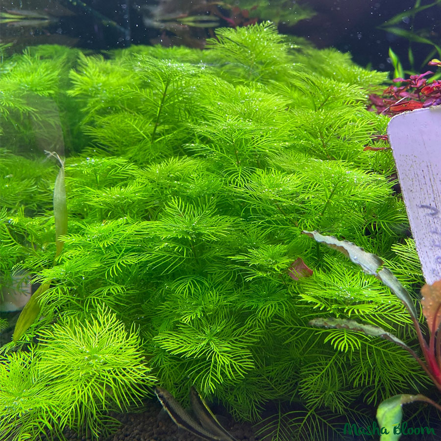 Перистолистник матогросский зелёный (Myriophyllum matogrossense Green)