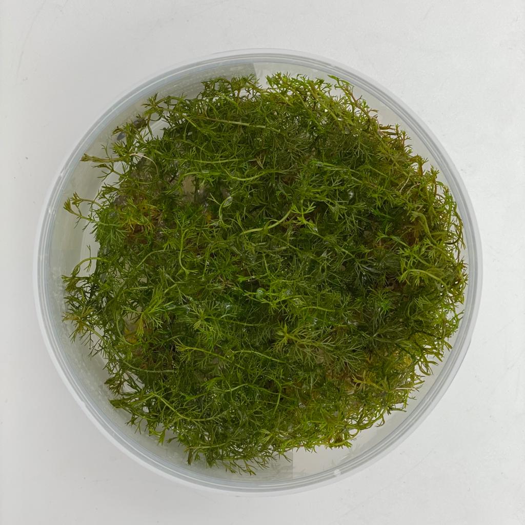 ПЕРИСТОЛИСТНИК МАТОГРОССКИЙ КРАСНЫЙ (Myriophyllum mattogrossense "Red") меристема