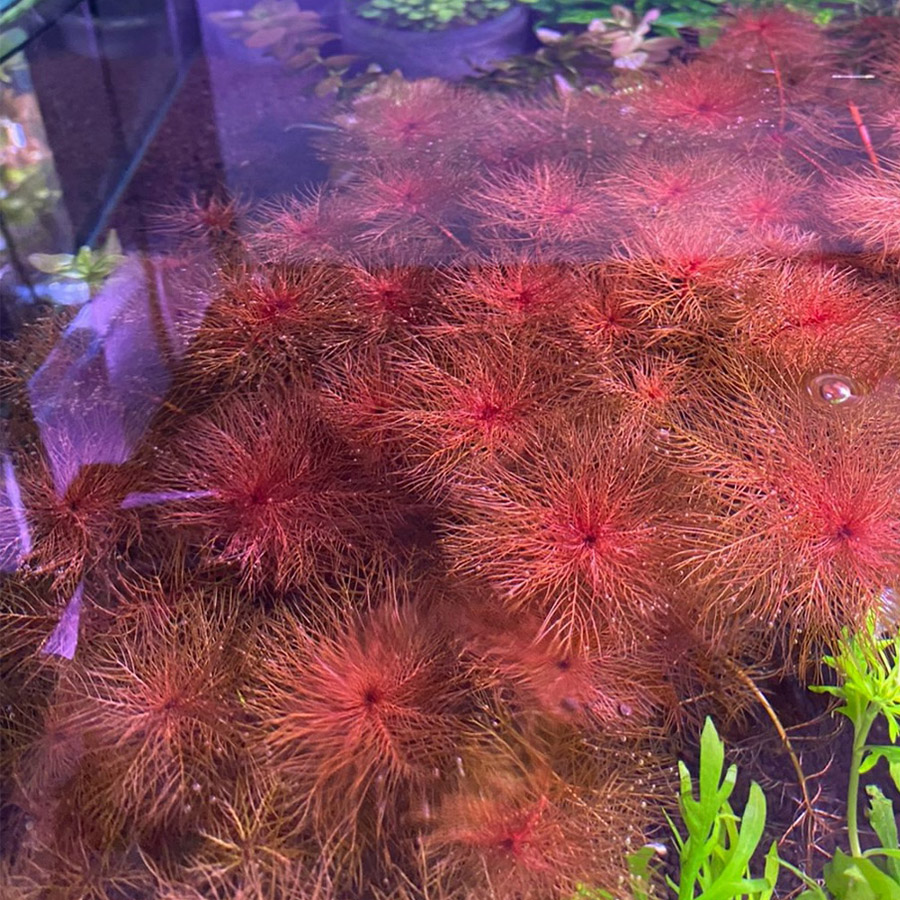Перистолистник матогросский красный (Myriophyllum mattogrossense "Red")