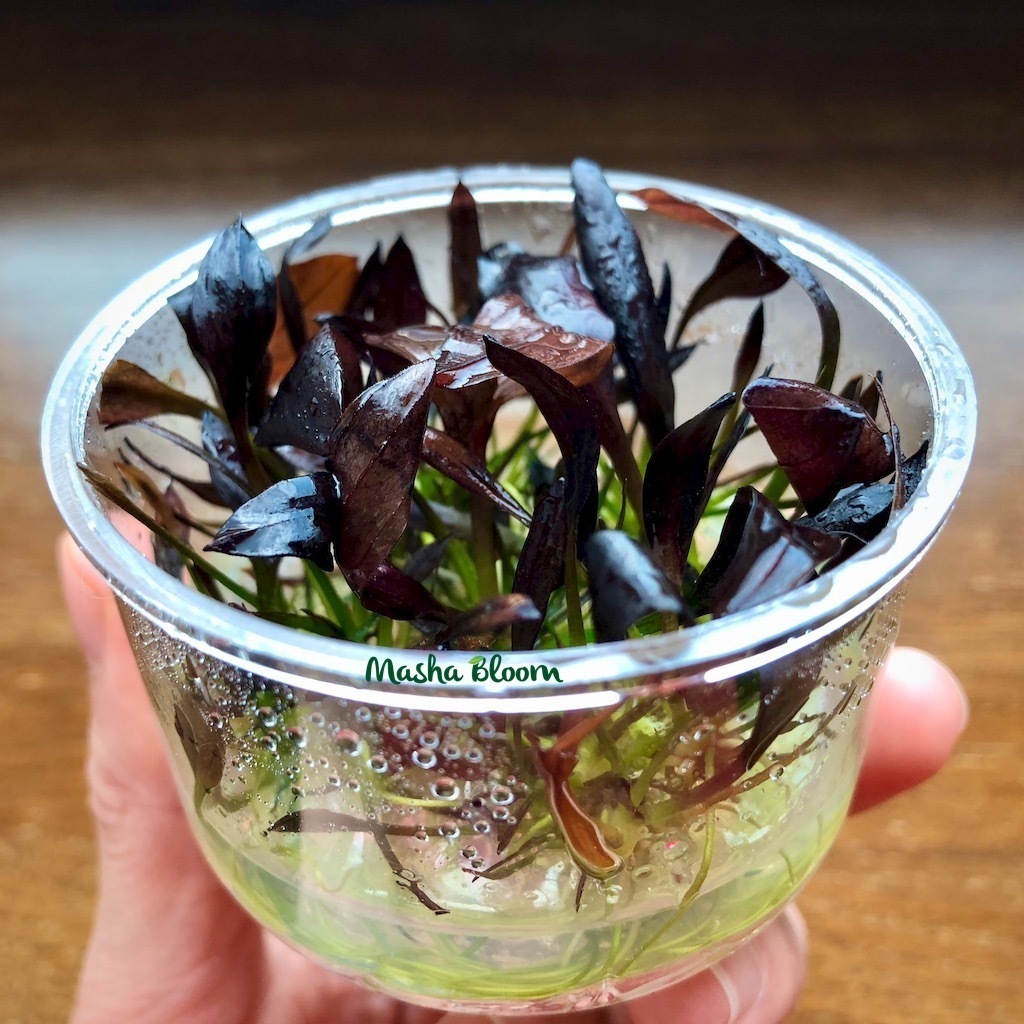 ЭХИНОДОРУС АФЛЕЙМ меристема