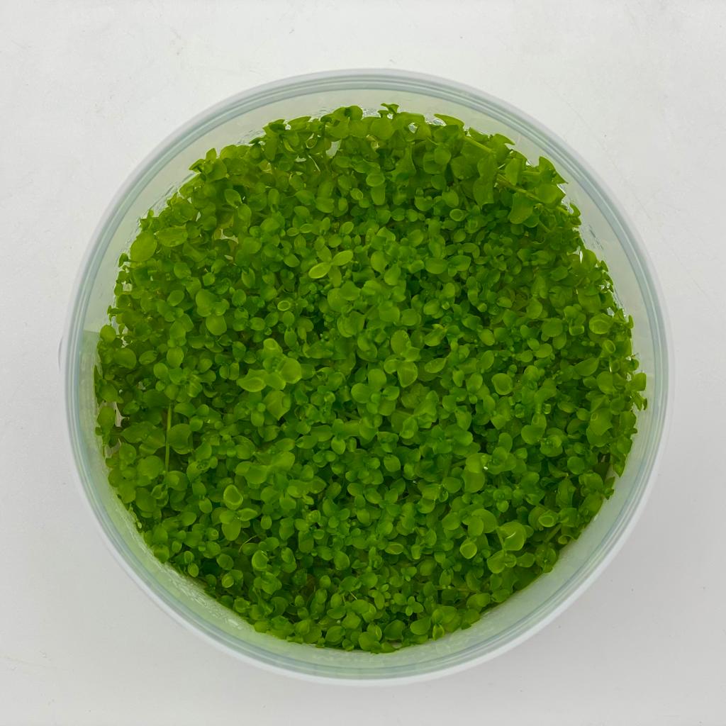 МИКРАНТЕМУМ МОНТЕ КАРЛО меристема