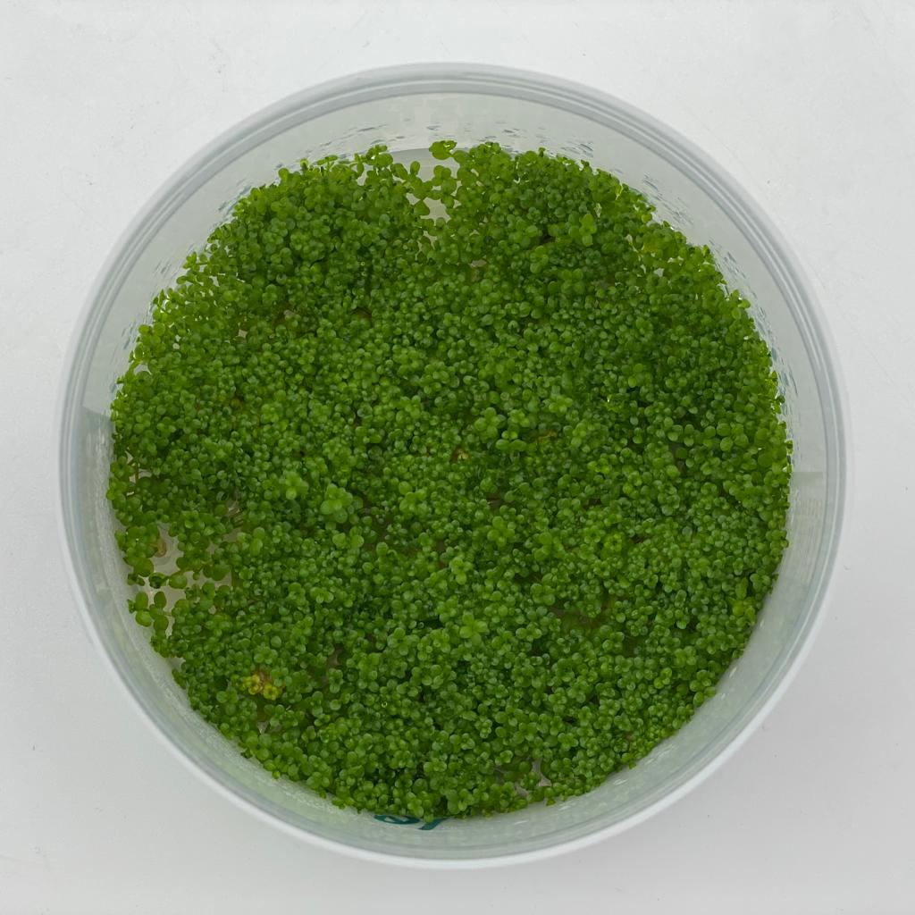 ХЕМИАНТУС КУБА меристема