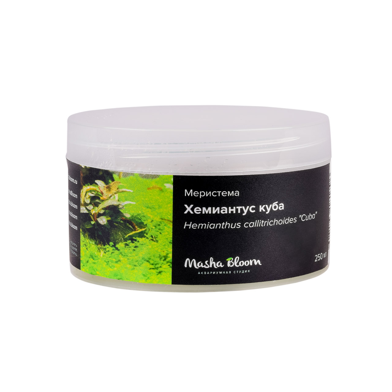 ХЕМИАНТУС КУБА меристема