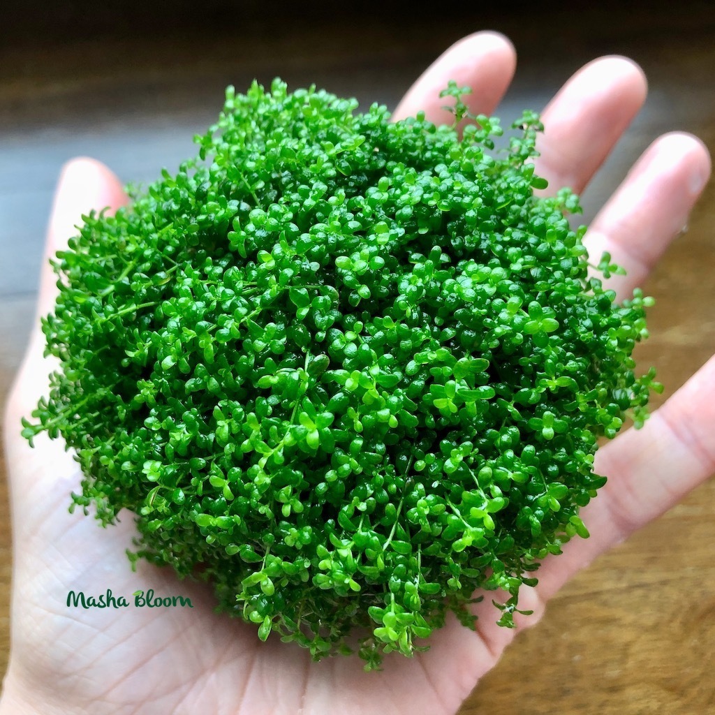 Хемиантус куба (Hemianthus callitrichoides "Cuba")