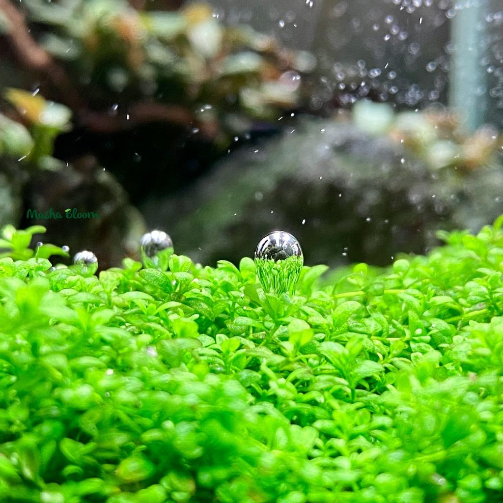 Хемиантус куба (Hemianthus callitrichoides "Cuba")