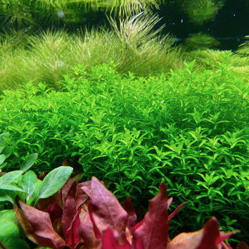 ХЕМИАНТУС МИКРАНТЕМОИДЕС