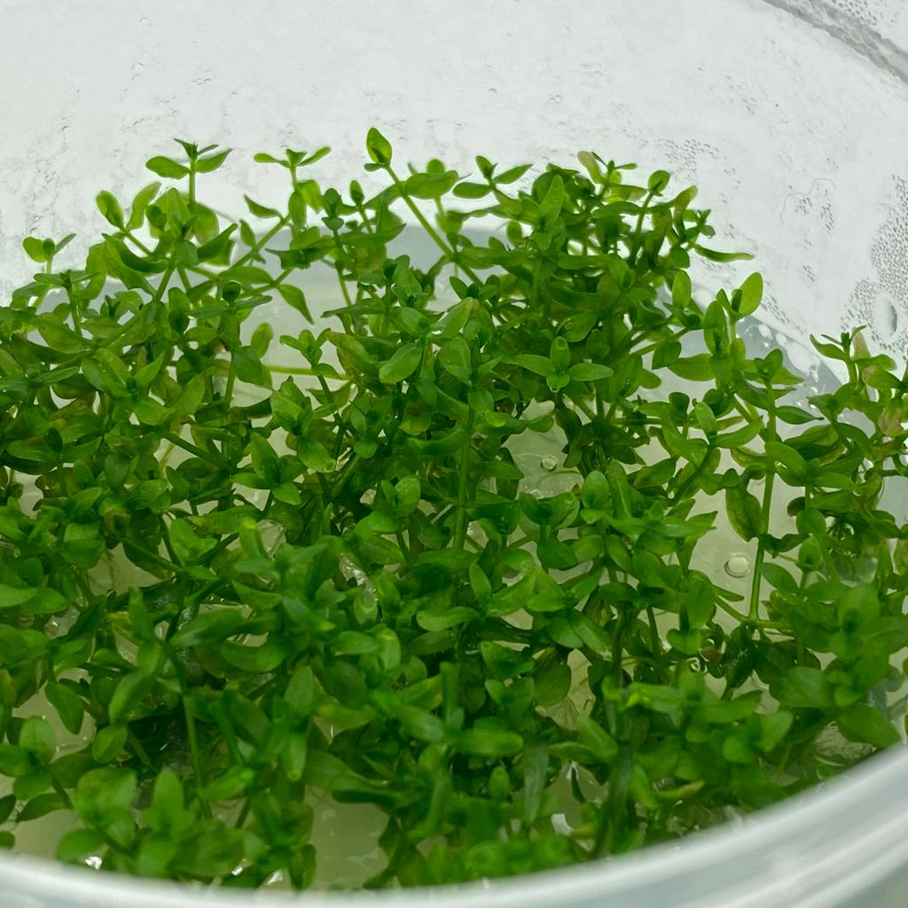 ХЕМИАНТУС МИКРАНТЕМОИДЕС меристема