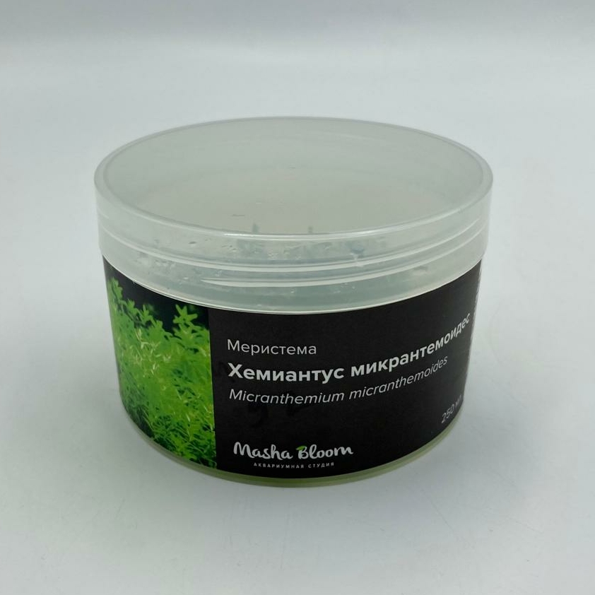 ХЕМИАНТУС МИКРАНТЕМОИДЕС меристема