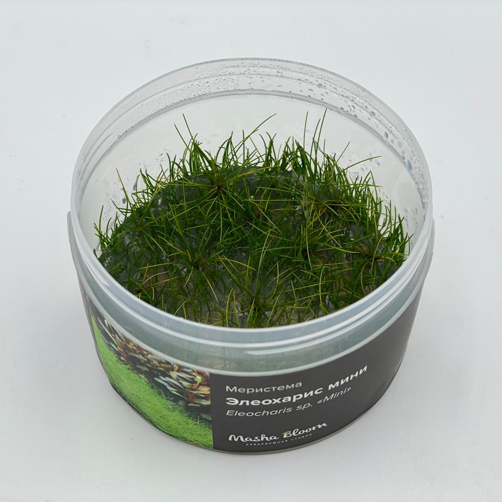 ЭЛЕОХАРИС МИНИ меристема