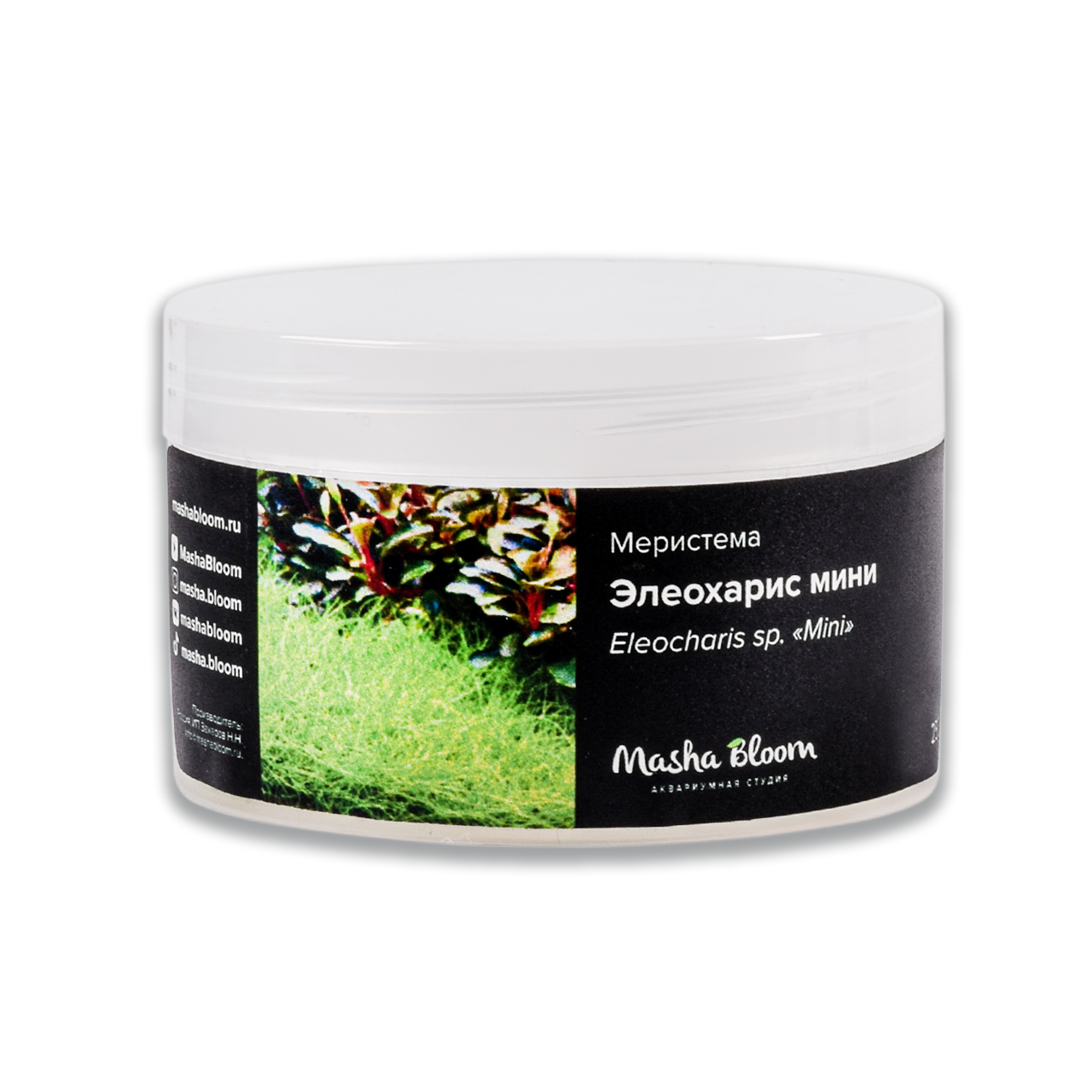 ЭЛЕОХАРИС МИНИ меристема