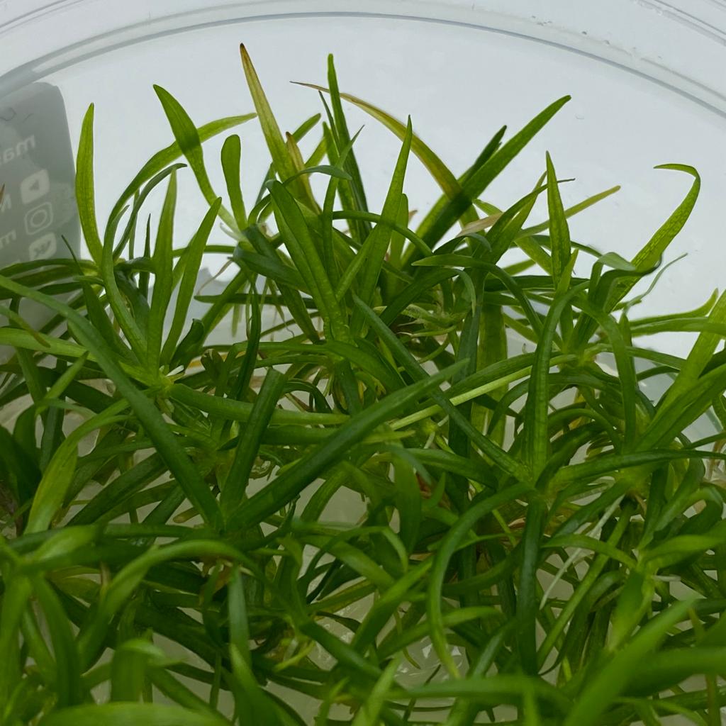 ЭХИНОДОРУС НЕЖНЫЙ меристема