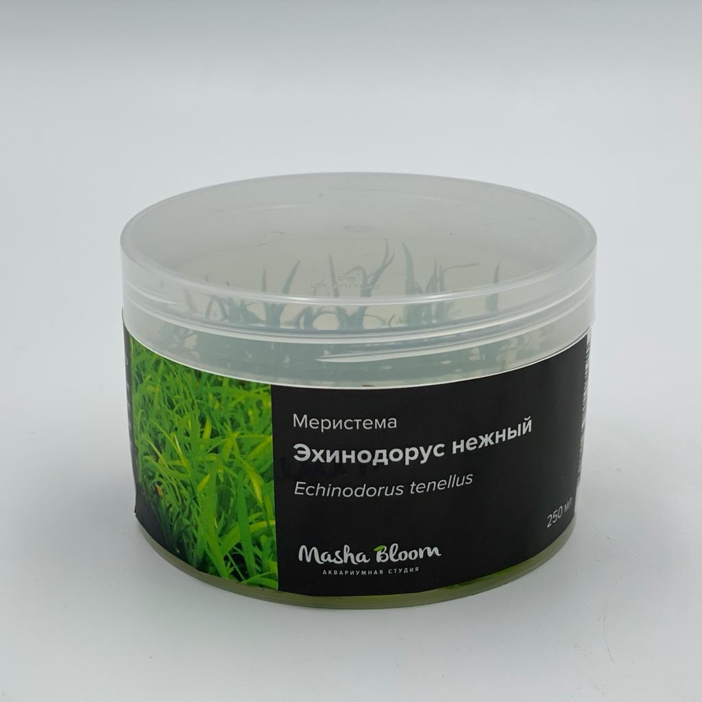 ЭХИНОДОРУС НЕЖНЫЙ меристема