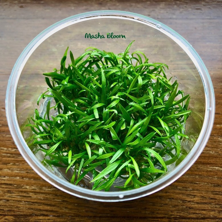 Меристема Криптокорина парва (Cryptocoryne parva)