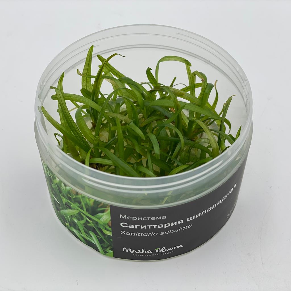 САГИТТАРИЯ СУБУЛАТА (Sagittaria subulata) меристема