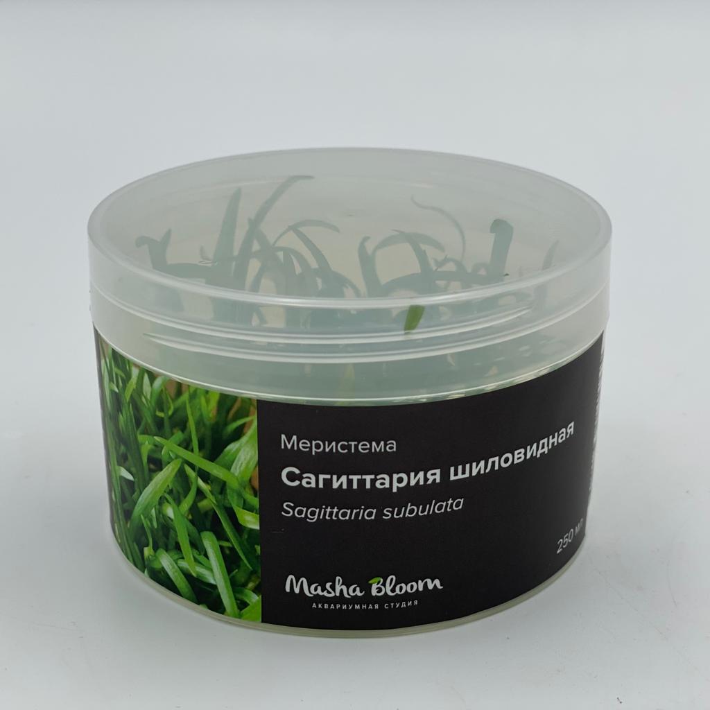 САГИТТАРИЯ СУБУЛАТА (Sagittaria subulata) меристема