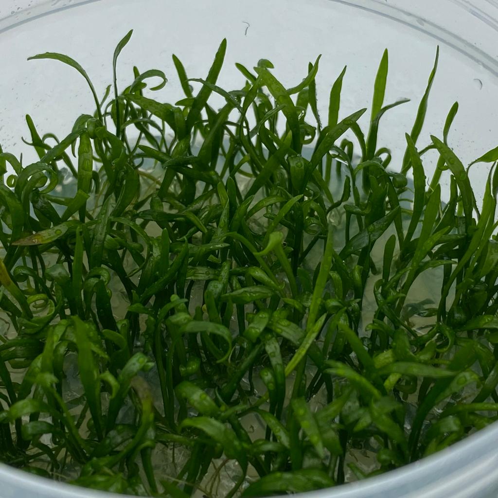 ЛИЛЕОПСИС БРАЗИЛЬСКИЙ меристема