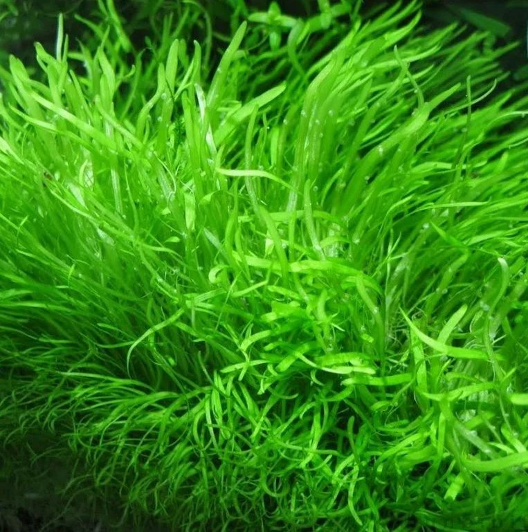 УТРИКУЛЯРИЯ ГРАМИНИФОЛИЯ меристема