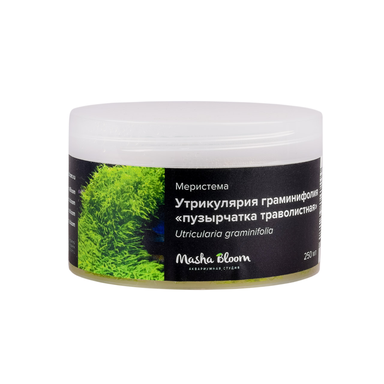 УТРИКУЛЯРИЯ ГРАМИНИФОЛИЯ меристема