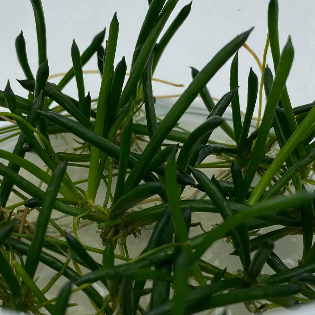 ЛИТТОРЕЛЛА УНИФЛОРА меристема