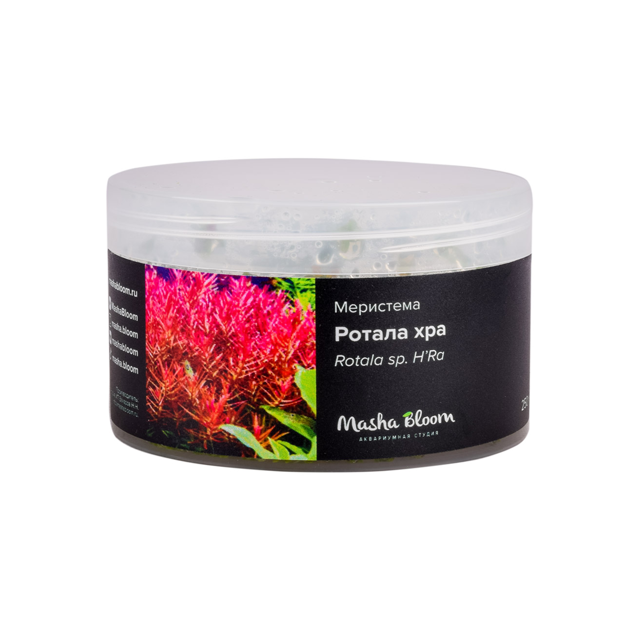 РОТАЛА ХРА меристема