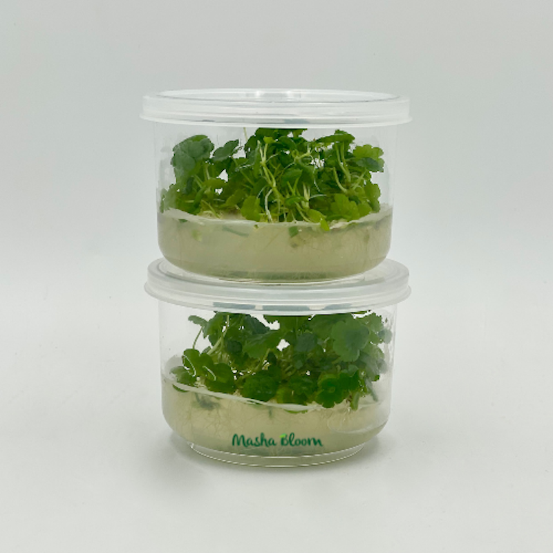 ГИДРОКОТИЛА СИБТОРПИОИДЕС  меристема