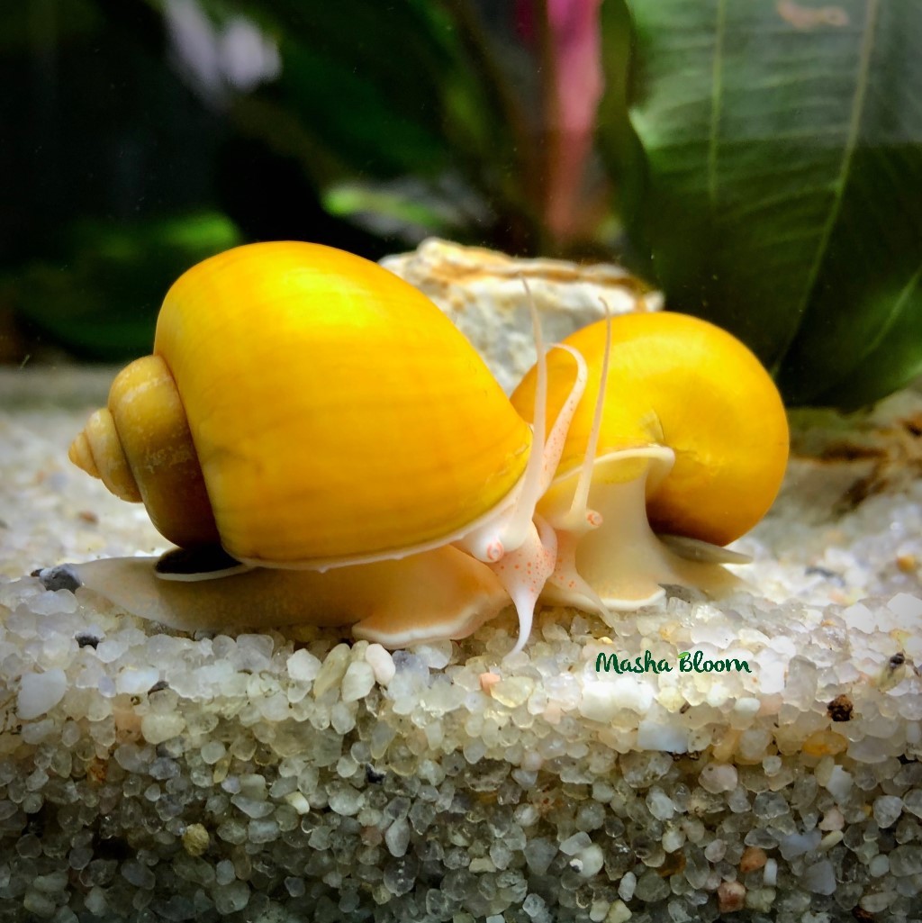 УЛИТКА АМПУЛЯРИЯ (Pomacea bridgesii)