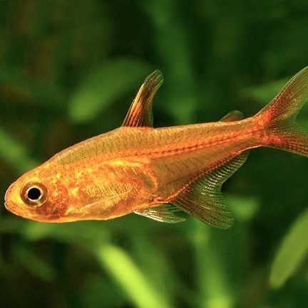 ТЕТРА АМАНДА (Hyphessobrycon amandae)