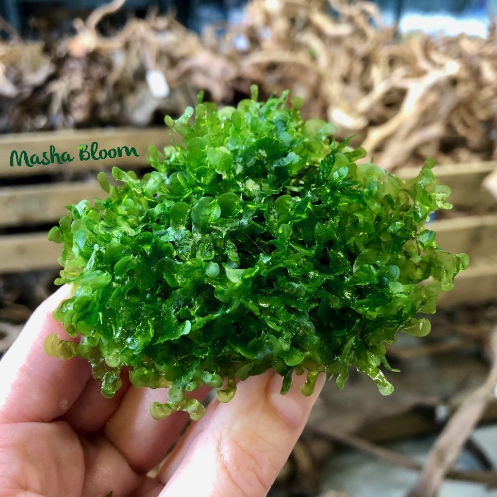 ЛОМАРИОПСИС на лаве