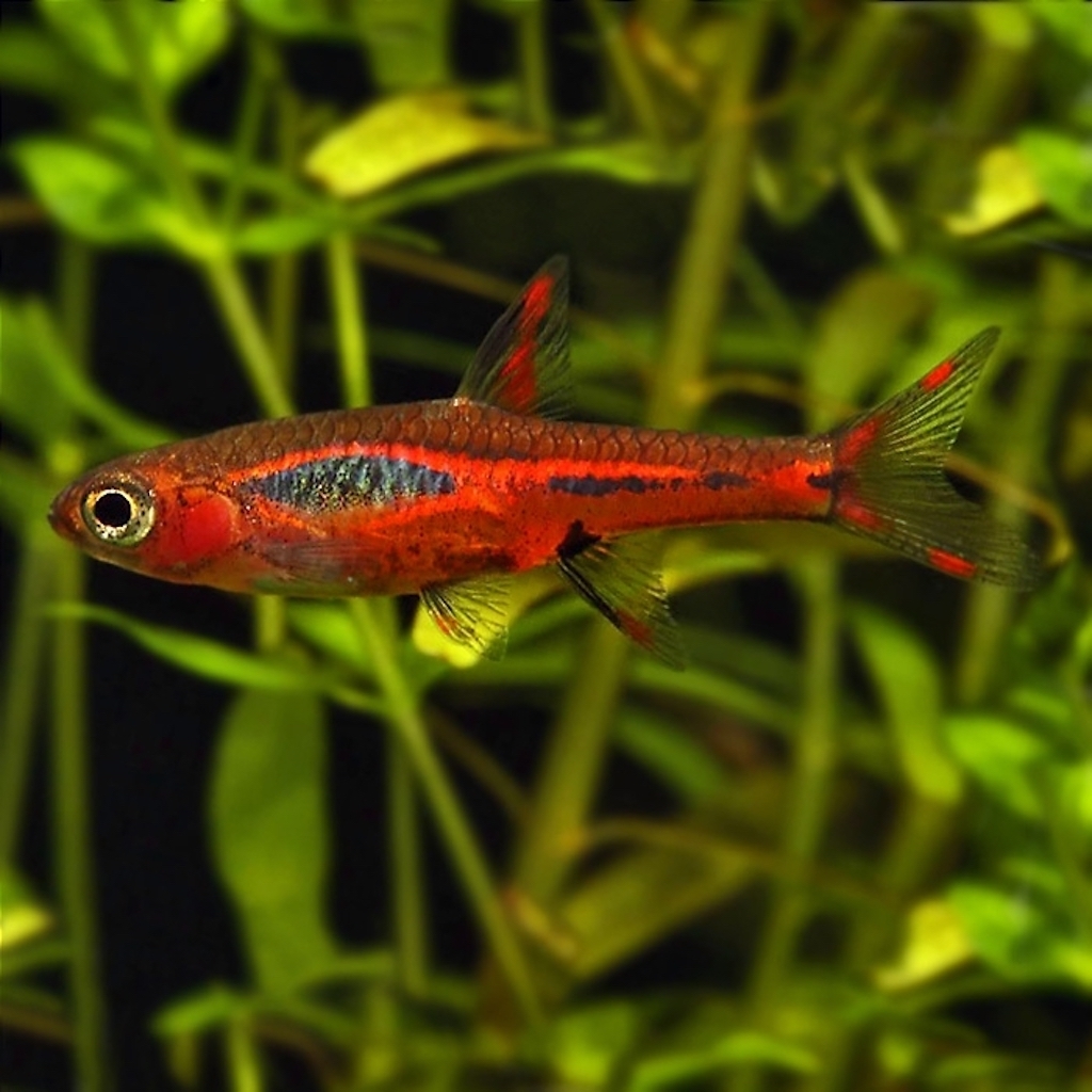 РАСБОРА БРИГИТТА (Boraras brigittae)