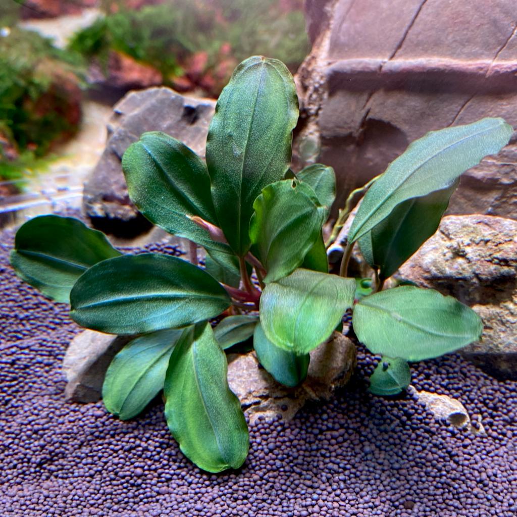 Буцефаландра Тея