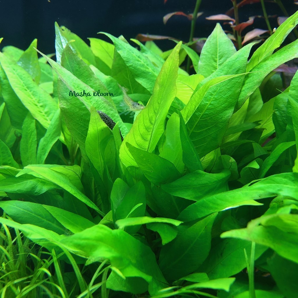 ГИГРОФИЛА ЛИМОННИК КОМПАКТ