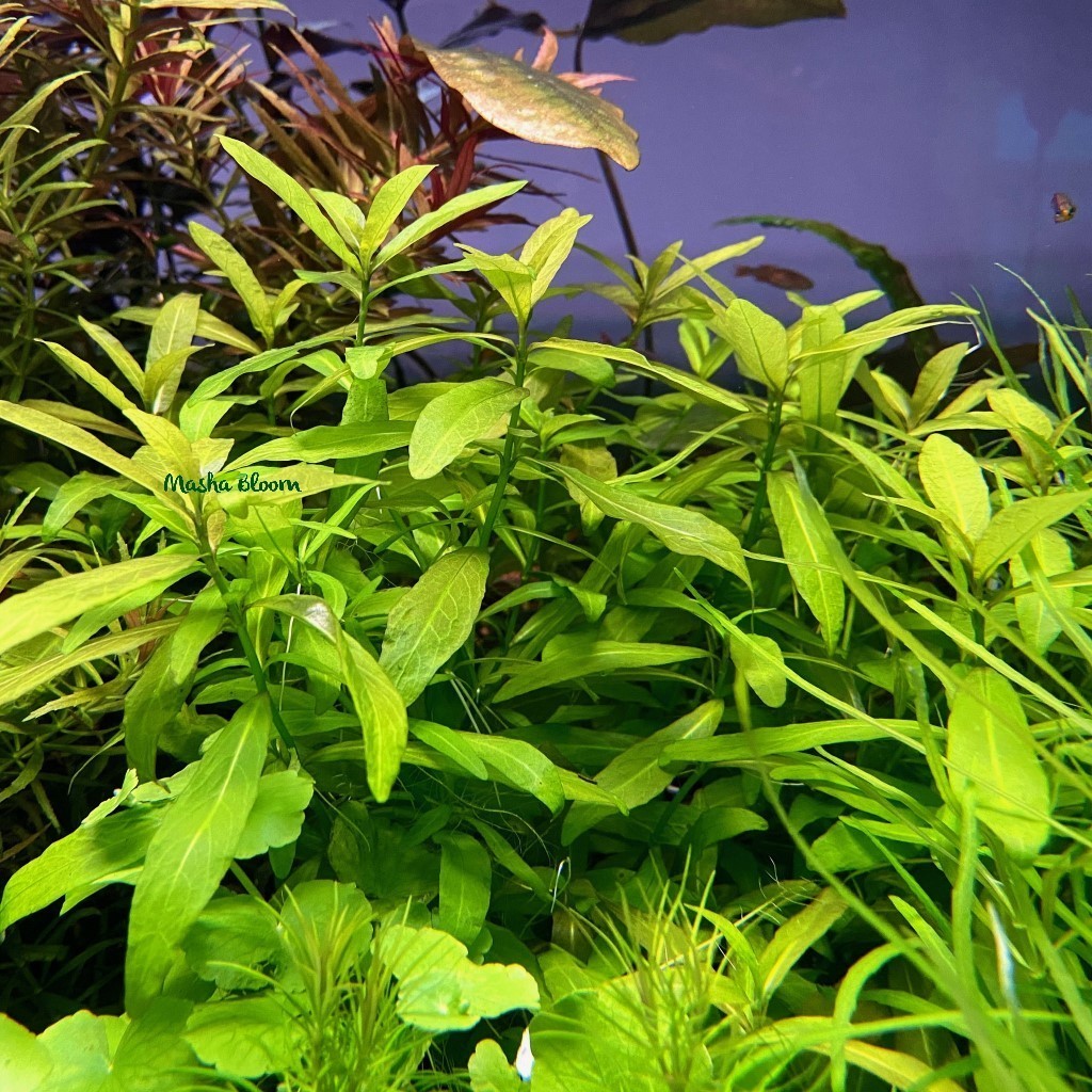 ГИГРОФИЛА МНОГОСЕМЕННАЯ