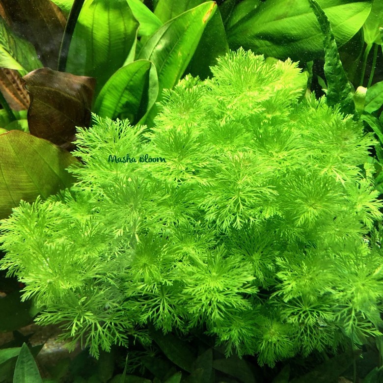 ЛИМНОФИЛА СИДЯЧЕЦВЕТКОВАЯ