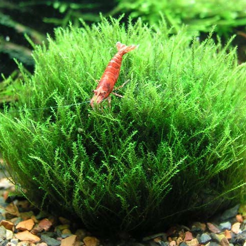 МОХ СТРИНГ на лаве