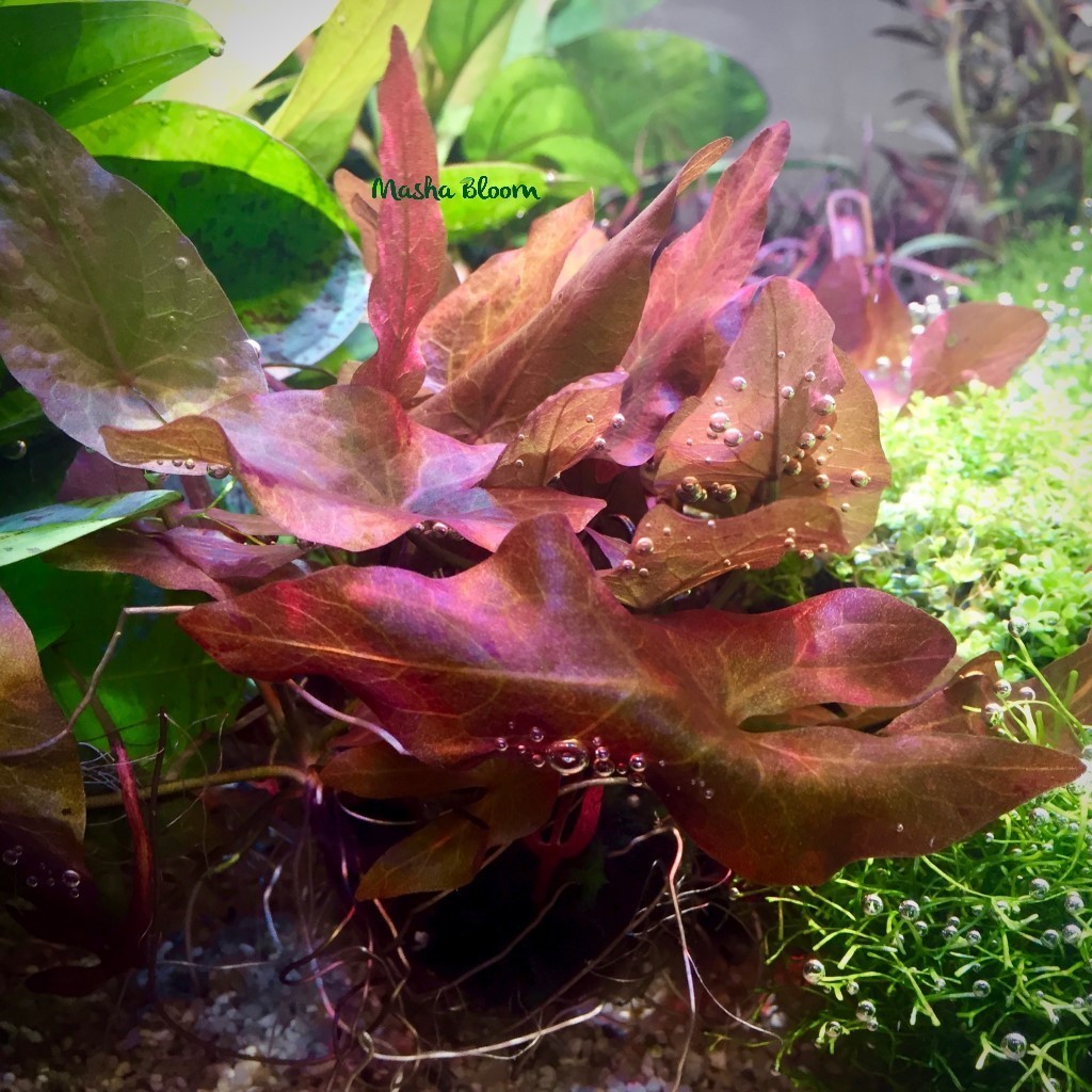 НИМФЕЯ РУБРА