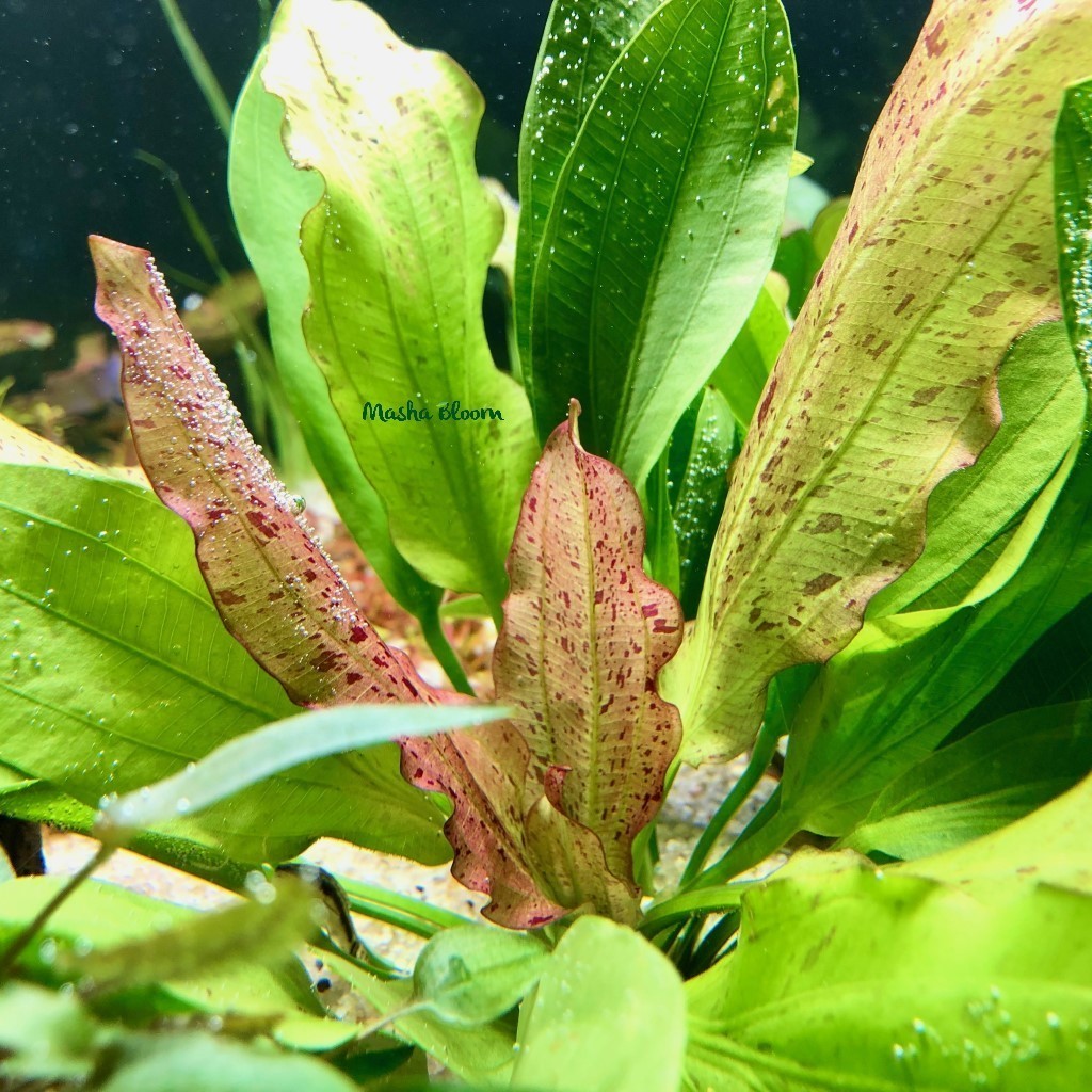 ЭХИНОДОРУС ЯГУАР