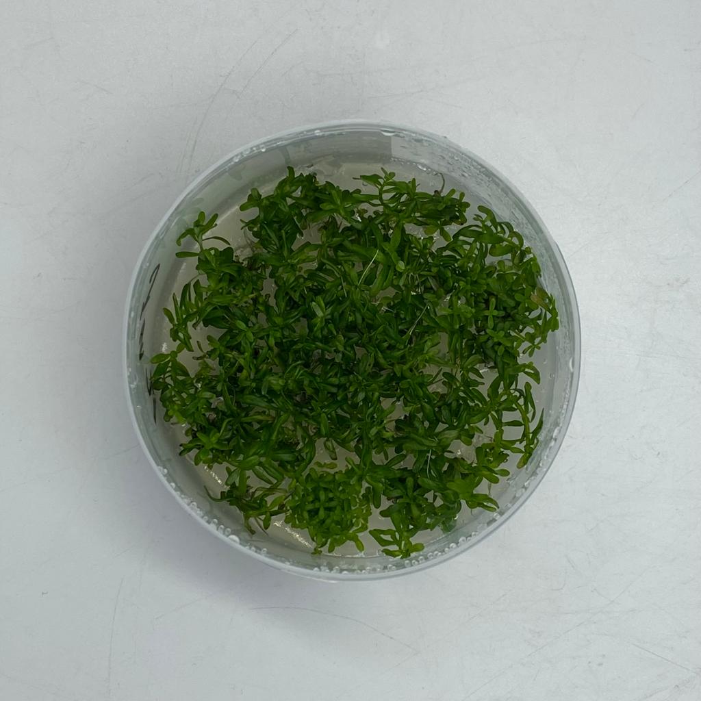 ПОГОСТЕМОН СТЕЛЛАТУС меристема