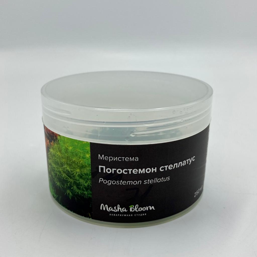 ПОГОСТЕМОН СТЕЛЛАТУС меристема