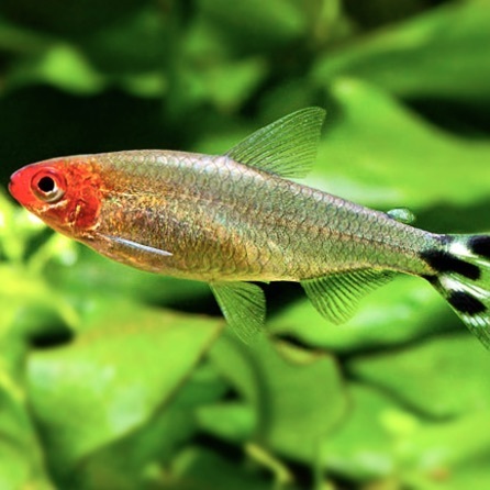 РОДОСТОМУС (КРАСНОНОСАЯ ТЕТРА)