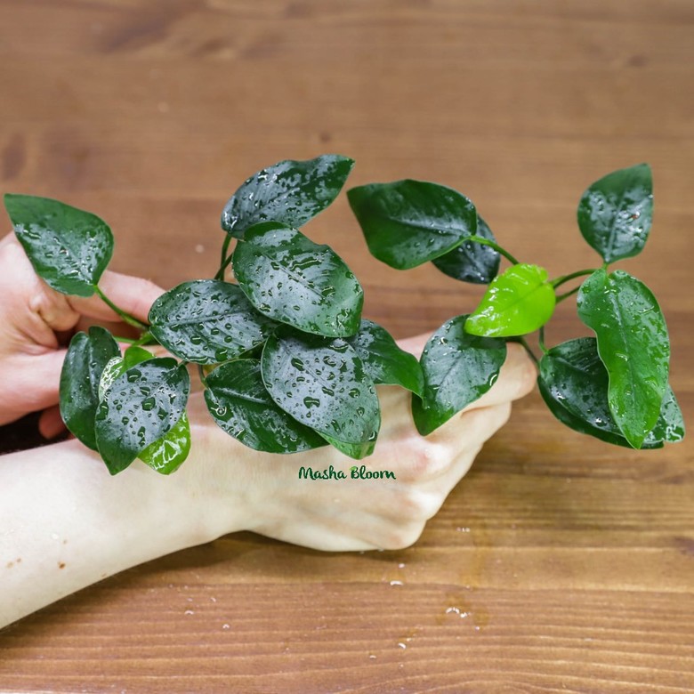 АНУБИАС НАНА