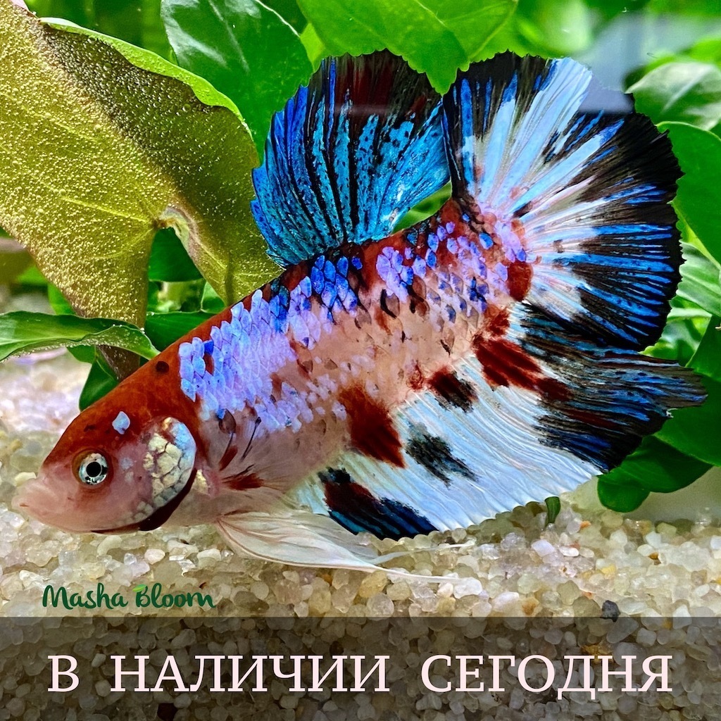 АКТУАЛЬНЫЙ СПИСОК НА РЫБУ, КРЕВЕТОК И УЛИТОК