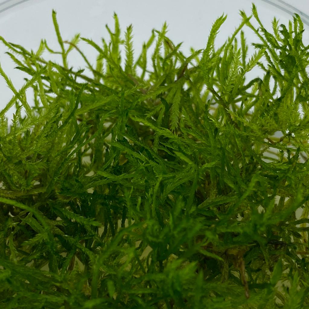 МОХ СПАЙКИ (Taxiphyllum Spiky) меристема