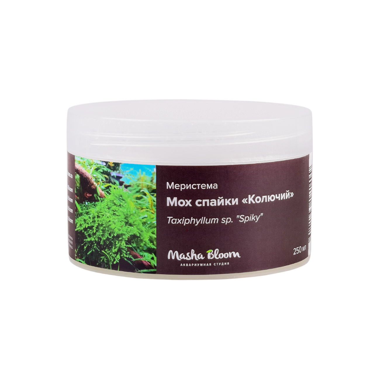 МОХ СПАЙКИ (Taxiphyllum Spiky) меристема