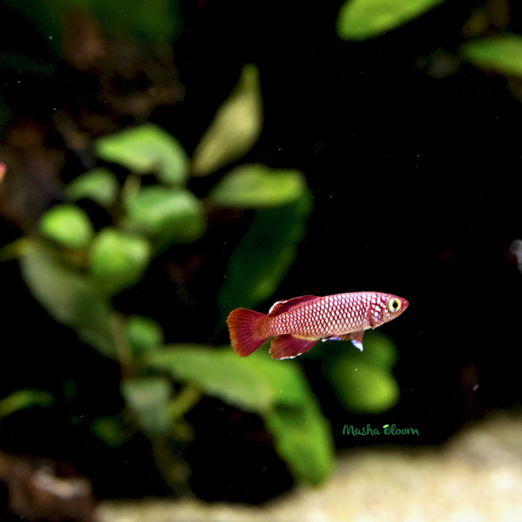 НОТОБРАНХИУС КОРТХАУС (Nothobranchius korthausae)