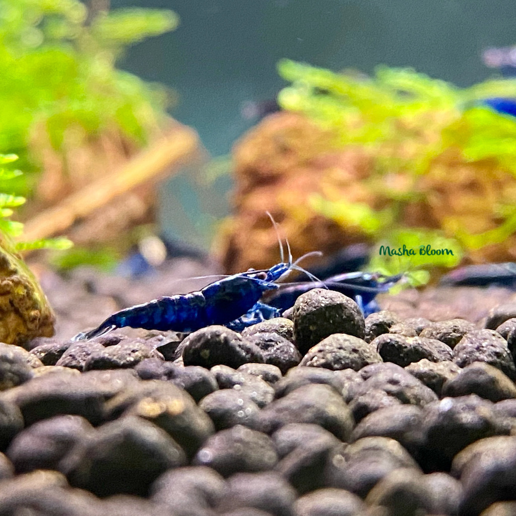 Креветка СИНЯЯ МЕЧТА (Neocaridina heteropoda var. Blue Dream)